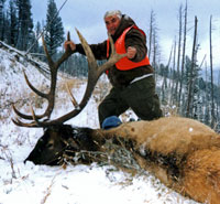 6X6 bull elk