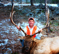 7X7 bull elk