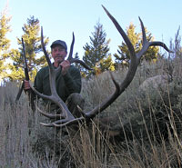 Large 6X6 bull elk