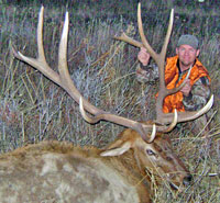Large 7X7 bull elk