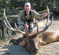 Nice archery bull
