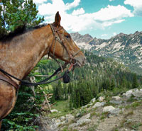 Horse with a view